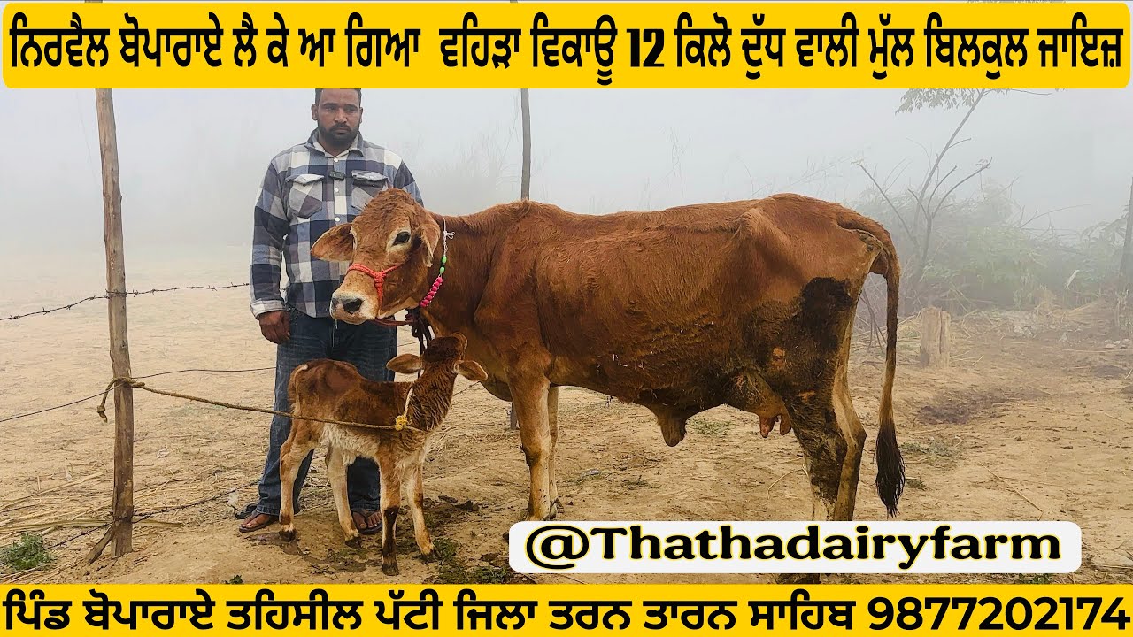 20/02/2026ਨਿਰਵੈਲ ਬੋਪਾਰਾਏ ਲੈ ਕੇ ਆ ਗਿਆ ਵਹਿੜਾ ਵਿਕਾਊ 12 ਕਿਲੋ ਦੁੱਧ ਵਾਲੀ ਵਹਿੜ ਮੁੱਲ ਬਿਲਕੁਲ ਜਾਇਜ਼ 9877202174