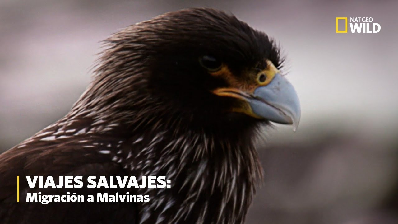 Viajes Salvajes: Migraci&oacute;n a Malvinas