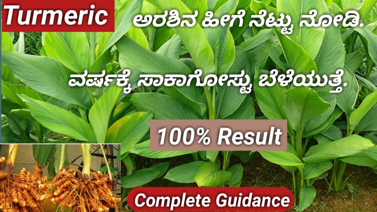 How to Grow Turmeric Plants at Home/Haldi in Pots/Easy Method to Grow Turmeric/Complete Guidance.