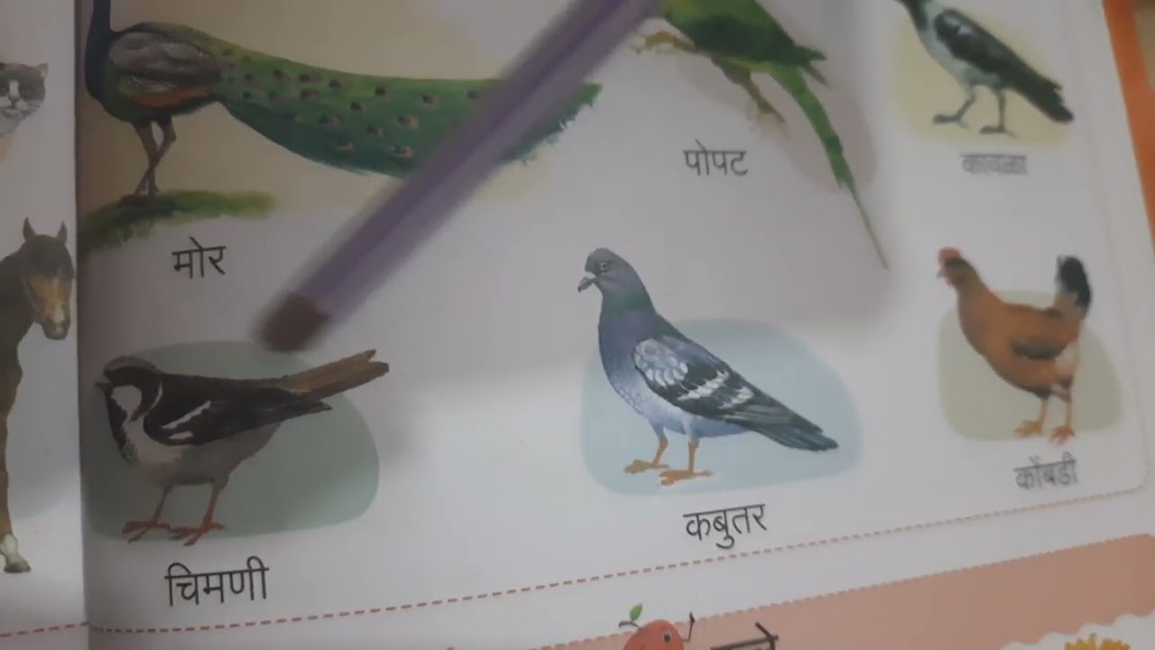 Pakshi ,phule | pre-primary | sr kg | मराठी 