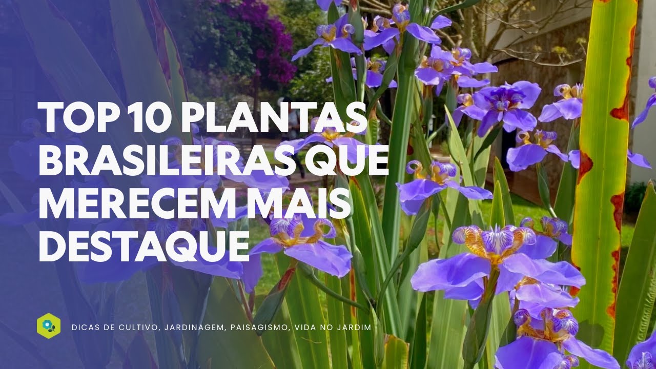 Top 10 Plantas Brasileiras que Merecem Mais Destaque