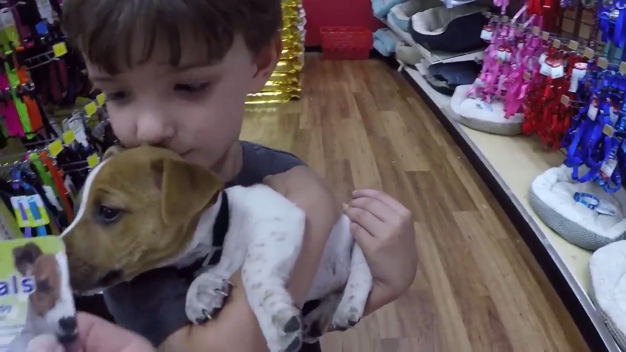 Cute Puppy - Jack Russell Maxx Goes Shopping