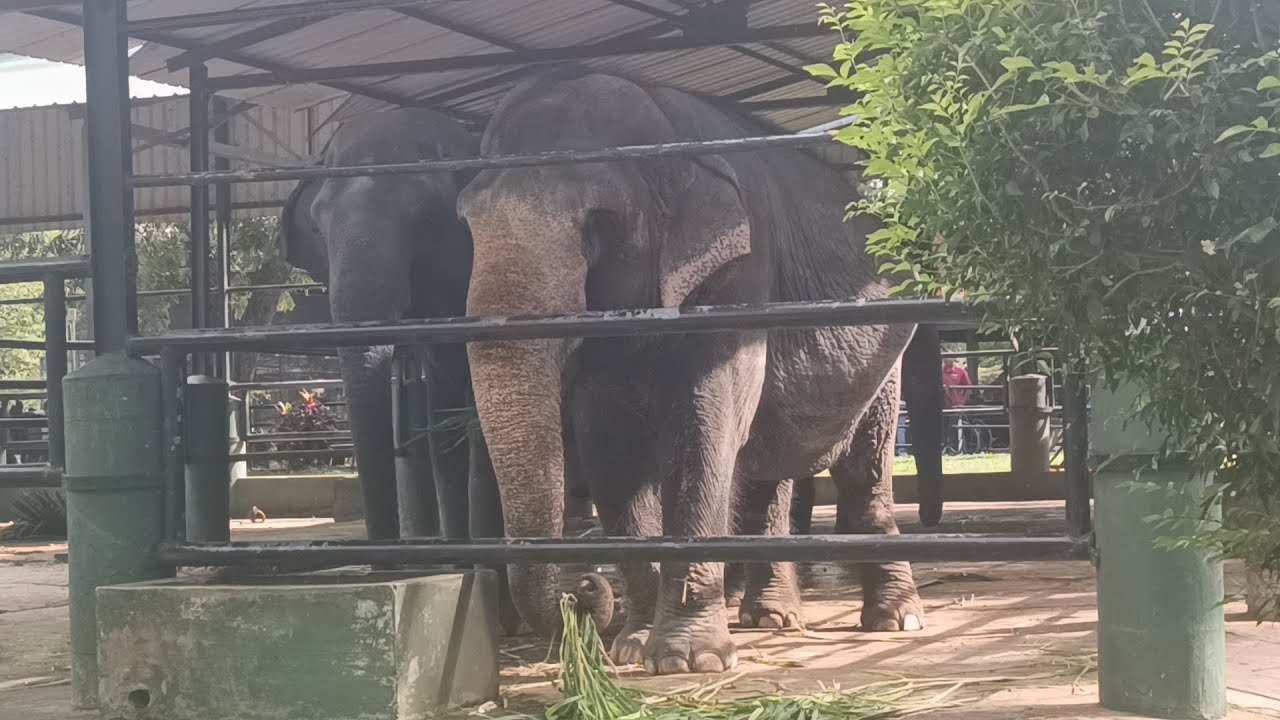 Huge Elephant Dancing While Eating Grass | Funny Zoo Video #viral #elephant #animals #elephantsl