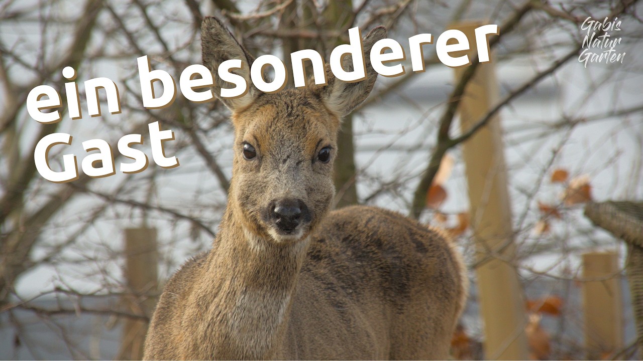 Tierspuren im Schnee