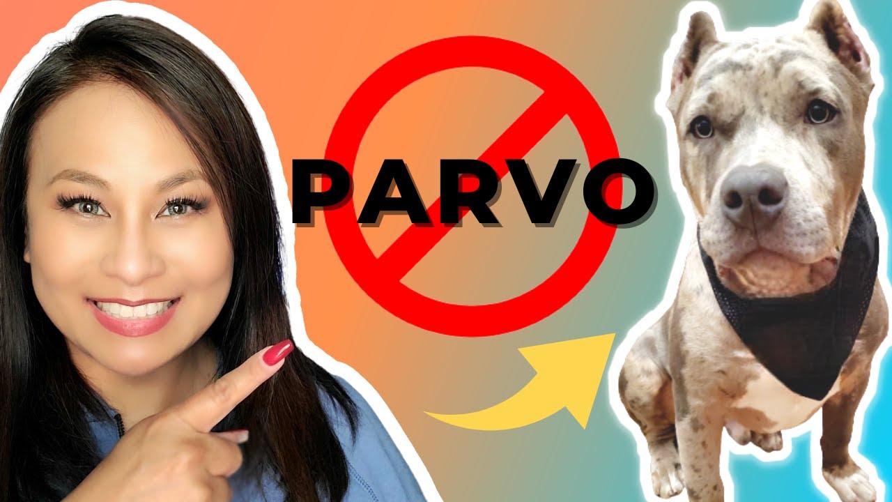 Parvo Treatment At Home