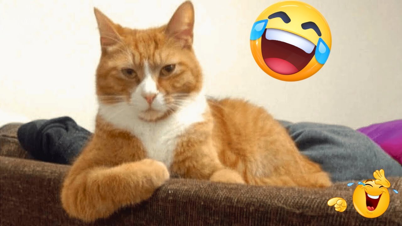 New Funniest Cats and Dogs Videos 2025 🐱🐶 Try Not To Laugh 🤣