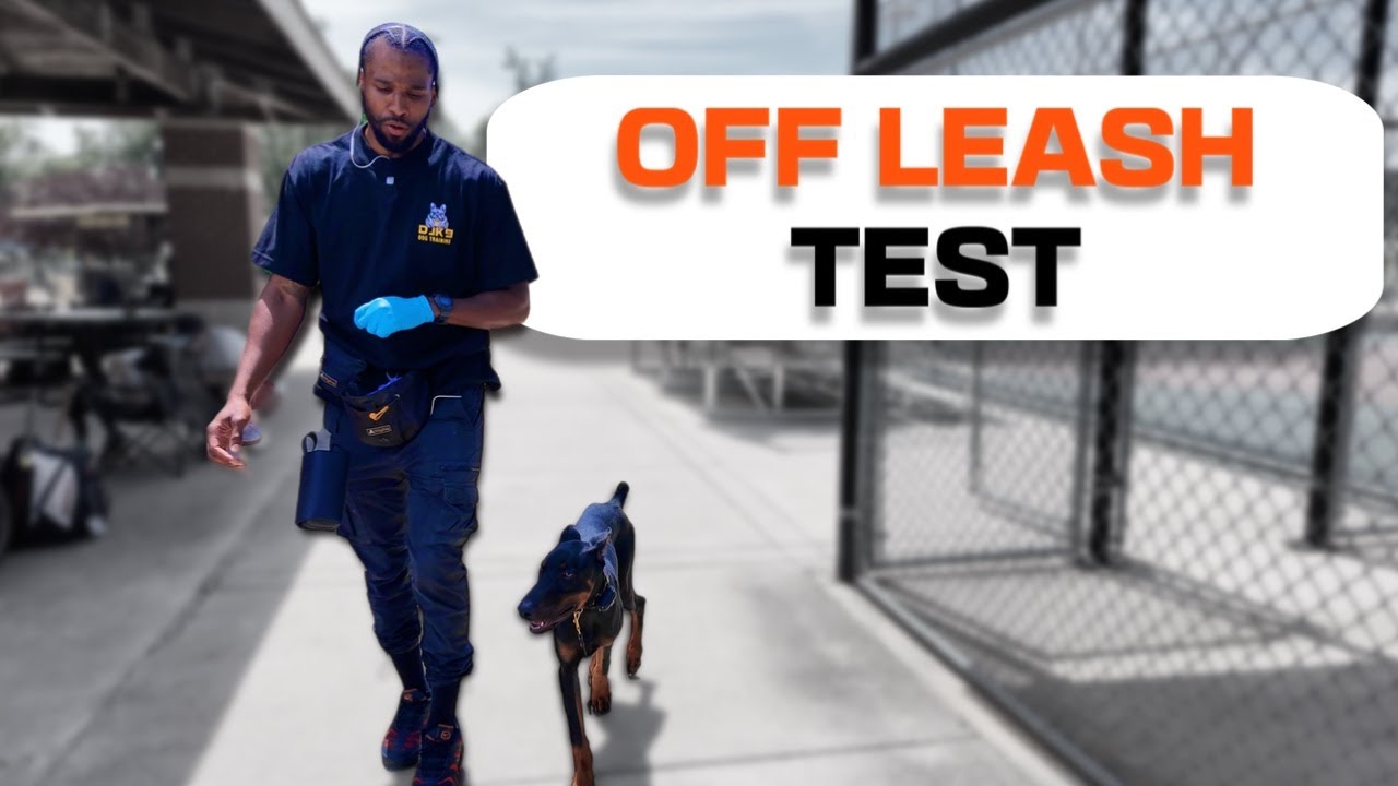 Can This Doberman Puppy Handle Off Leash At A Baseball Game?! (5months old) Let’s see👀