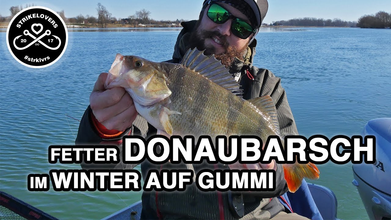 Fetter Barsch aus der Donau 🎣❤️ in Niederösterreich beim Jiggen vom Boot aus im Winter #strklvrs