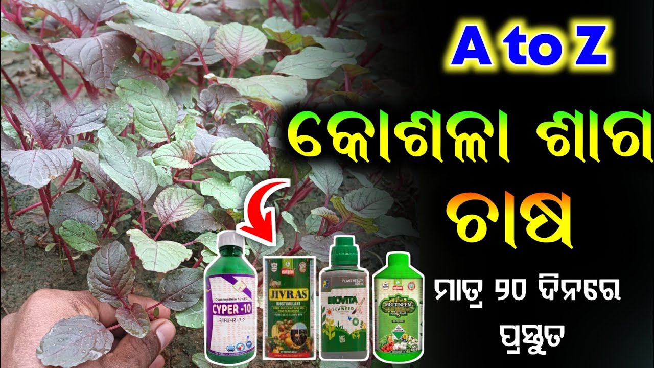 କୋଶଳା ଶାଗ ଚାଷ | A to Koshala Bhaji Saga Chasa | Kosala Saga Chasa odia | How To Cultivate Koshala