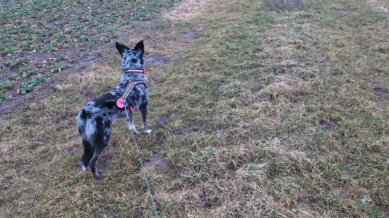 Rehe voraus ... Kontrolle am Wild