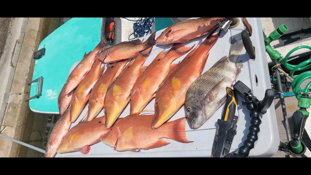 Hogfish Limit - Fish Parmesan Catch Clean Cook