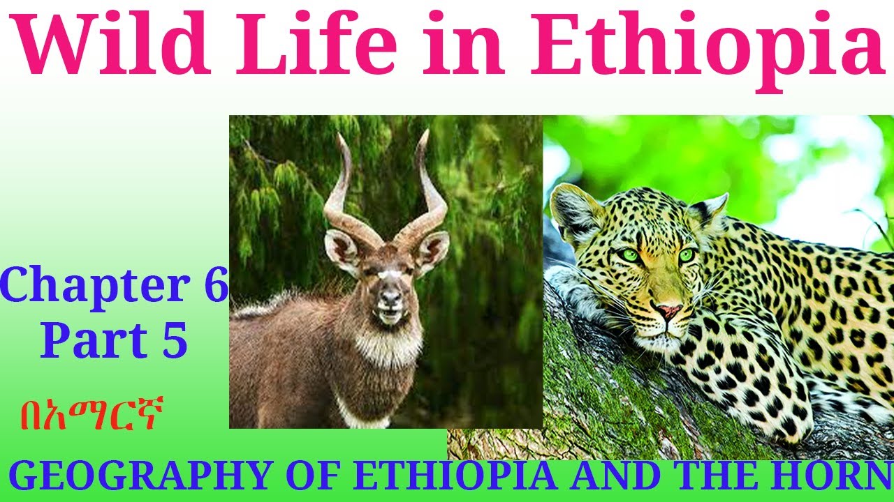 Wild animals in  Ethiopia: GEOGRAPHY OF ETHIOPIA AND THE HORN (Chapter 6 Part 5)