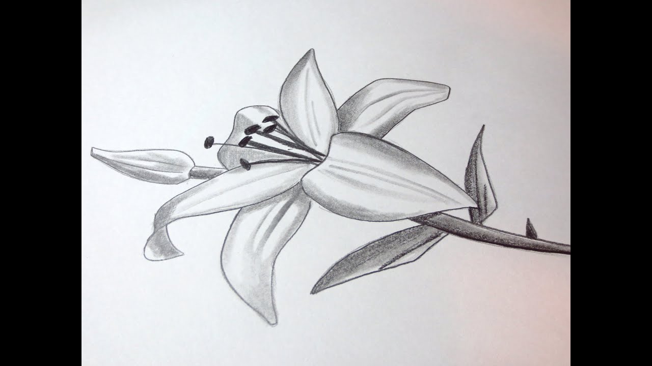 How To Draw A Lily