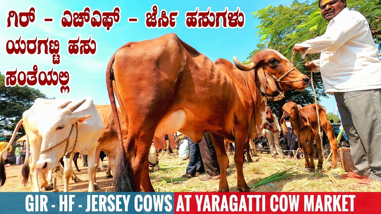 Yaragatti Cow Market Selling Dairy Cows like Jersey Cow, Gir Cow, HF Cow | Milk Cows for Sale