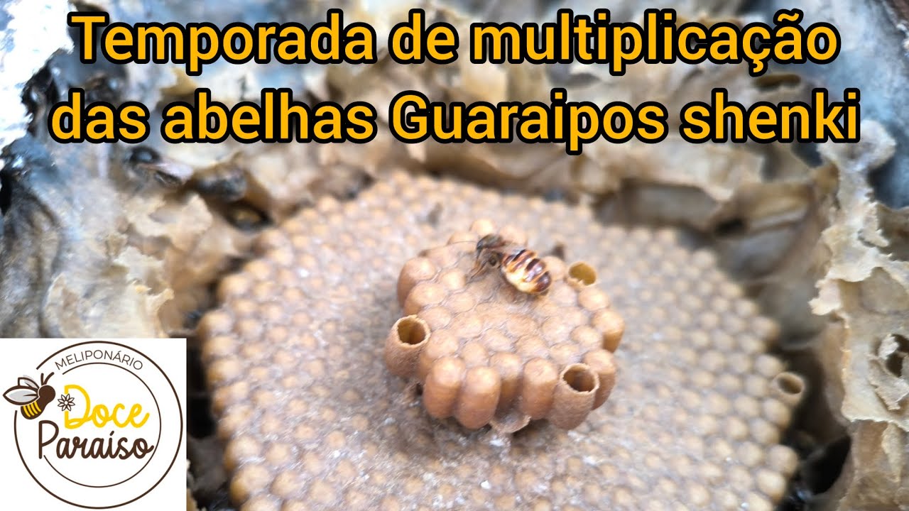 Temporada das multiplicações das abelhas sem ferrão Guaraipo shenki (Melipona bicolor shenki)