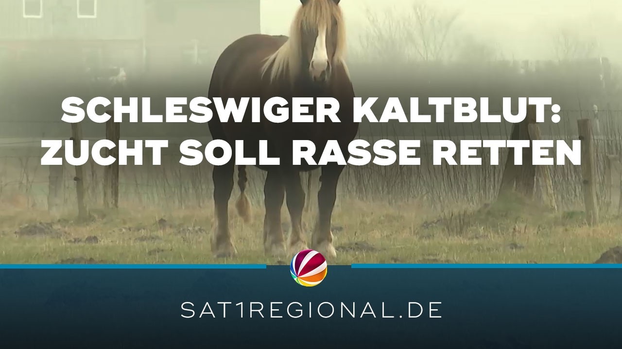 Schleswiger Kaltblut: Nur noch 500 Pferde – Zuchtprogramm soll Rasse retten