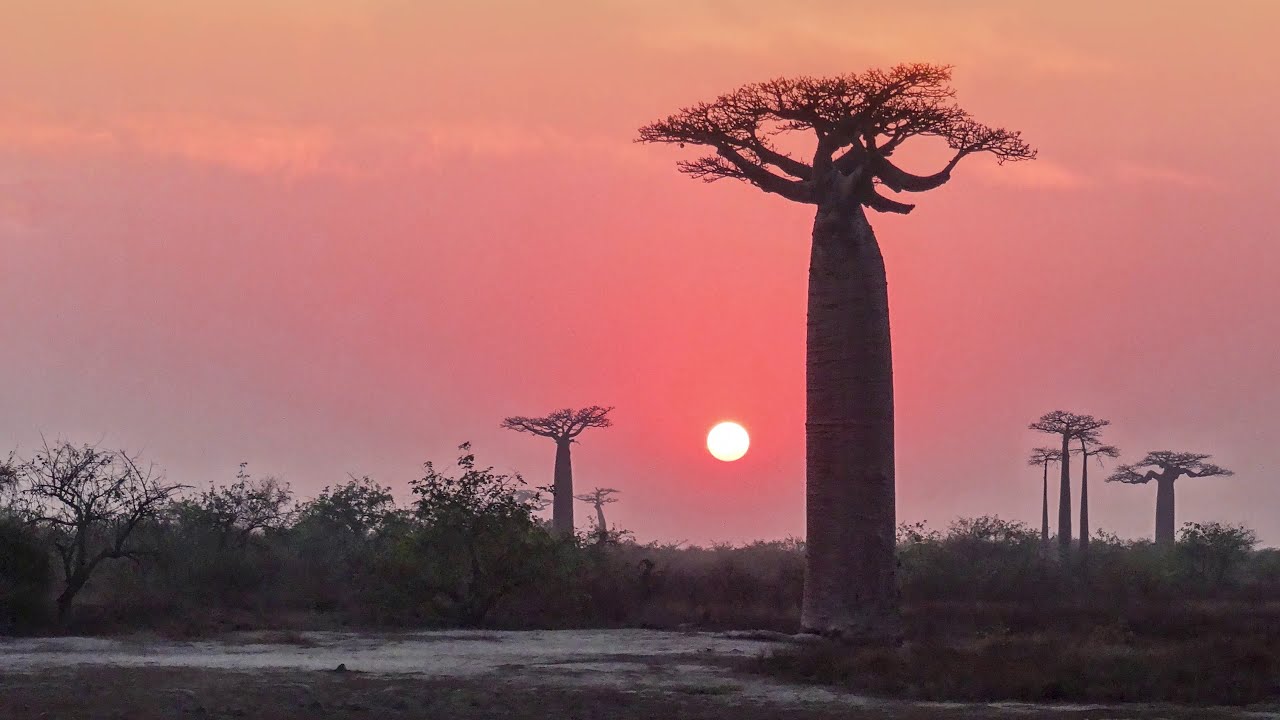 Morondava - Madagascar