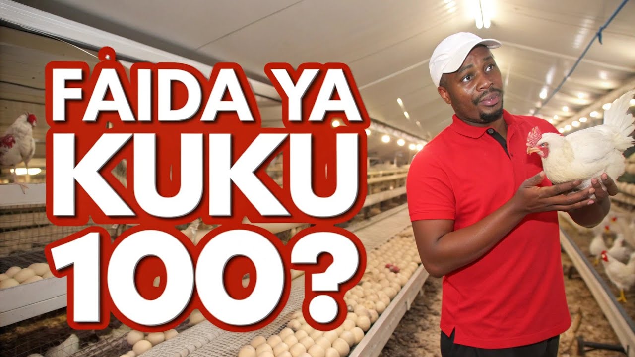 Bajeti Na Faida Ya Kufuga Kuku wa Nyama ( chotara) 100 mwaka 2026