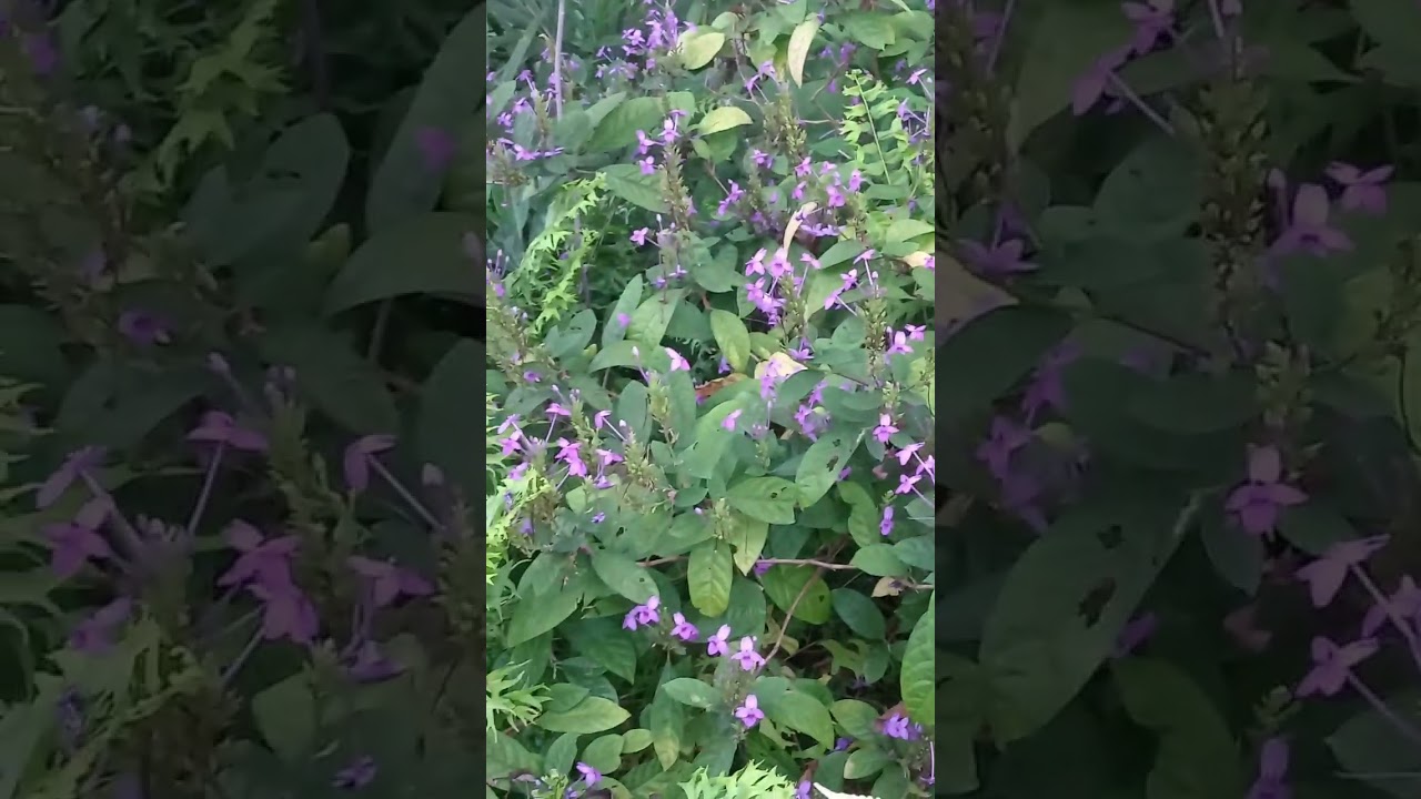 අම්මලාගේ ගෙදර home garden tour එක බලමුද? ( Part 2) #gardeningtips #mom #youtubevideo #youtubeshorts