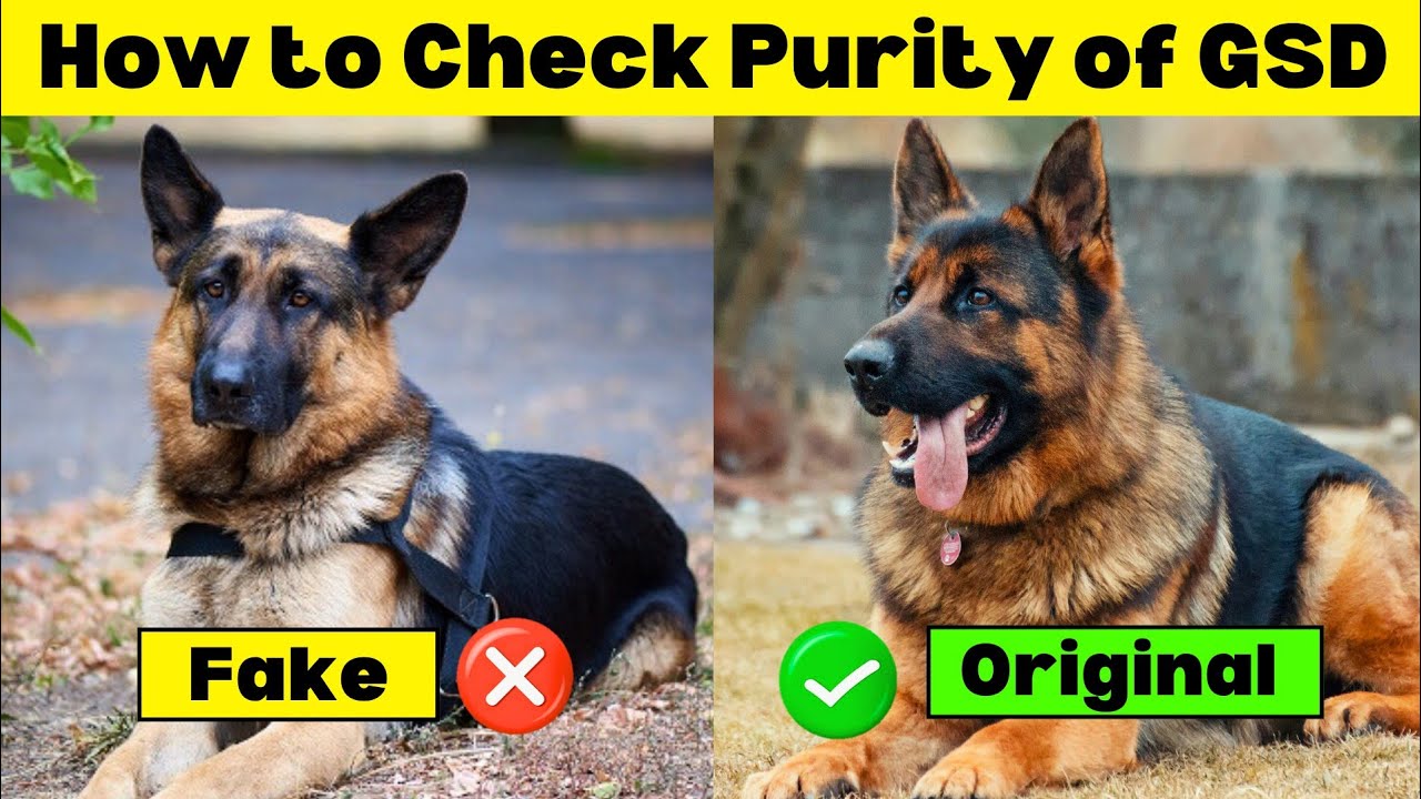 How to Check Purity of German Shepherd Puppy ✅