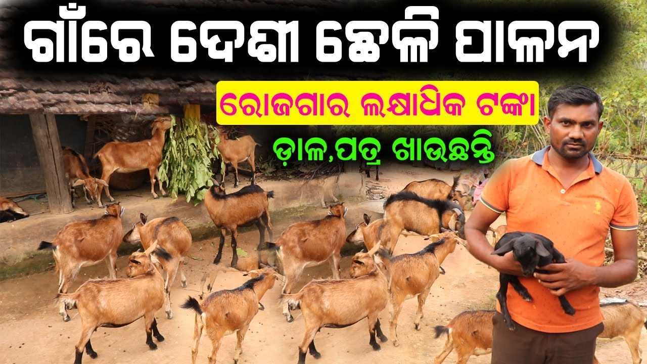 ଗାଁରେ ଦେଶୀ ଛେଳି ପାଳନ || How to start desi goat farming in village. #efarmingodisha #goat
