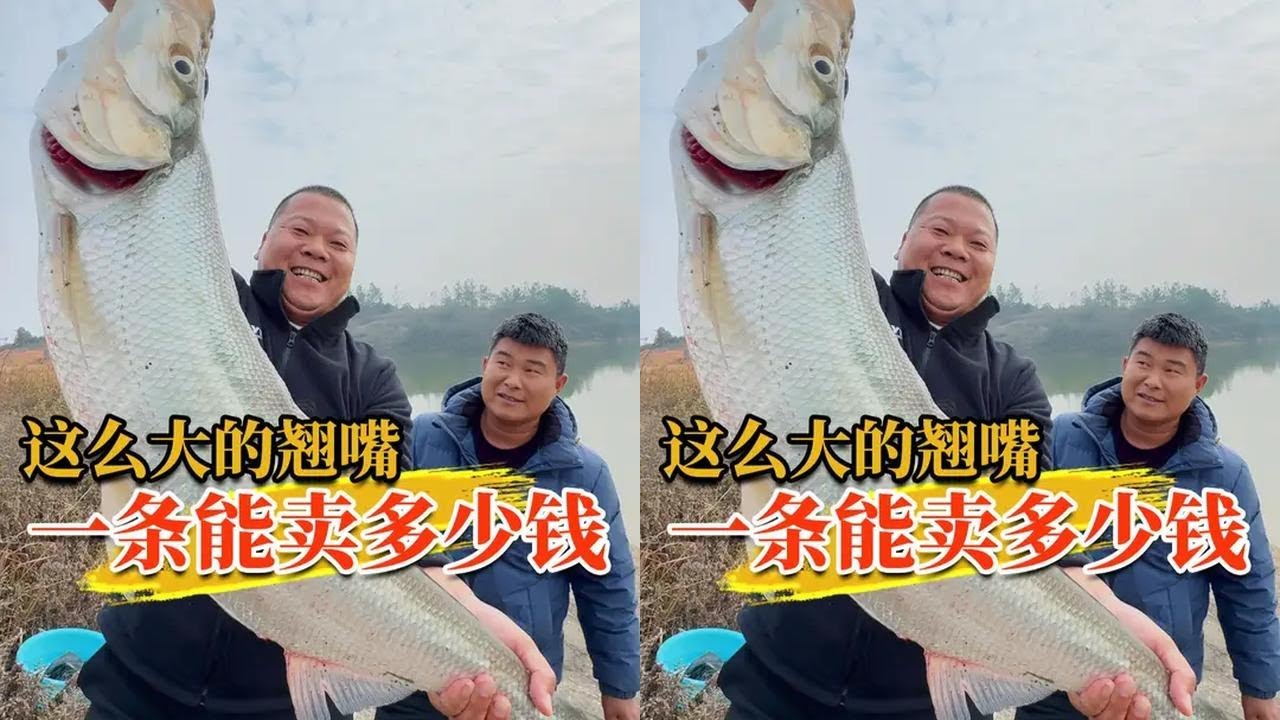 这么大的翘嘴，一条能卖多少钱 #原来钓鱼才是抖音运动顶流 #dou是钓鱼人