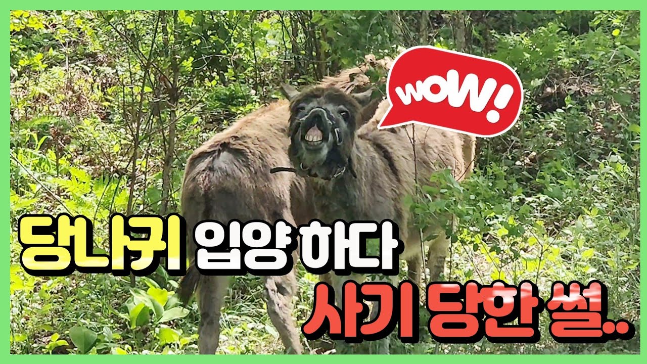 혈압 없이는 못 보는 나귀 입양 스토리... 이게 맞나?
