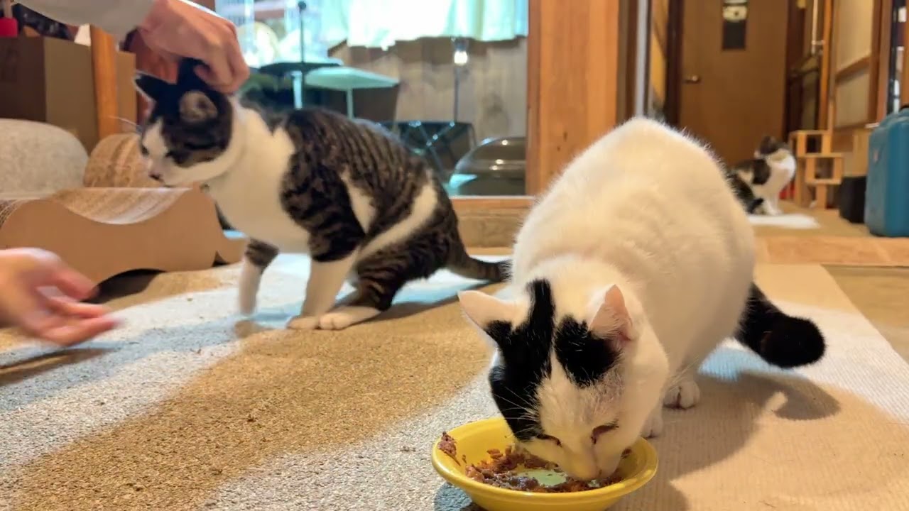 温めたウェットフードの夕ごはんを配膳します【26年1月29日その8】