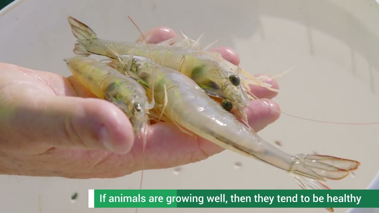 Biosecurity case study: aquaculture