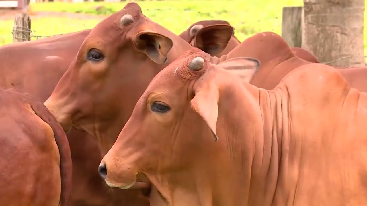 JERSEY E SINDI: CRUZAMENTO PODE SE ADAPTAR BEM AO CLIMA DA CAMPANHA GAÚCHA?