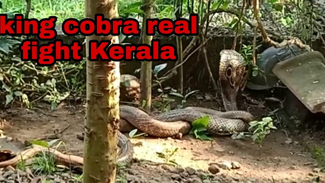 King Cobra real fight Kerala | snake attack snake | vava suresh most amazing video