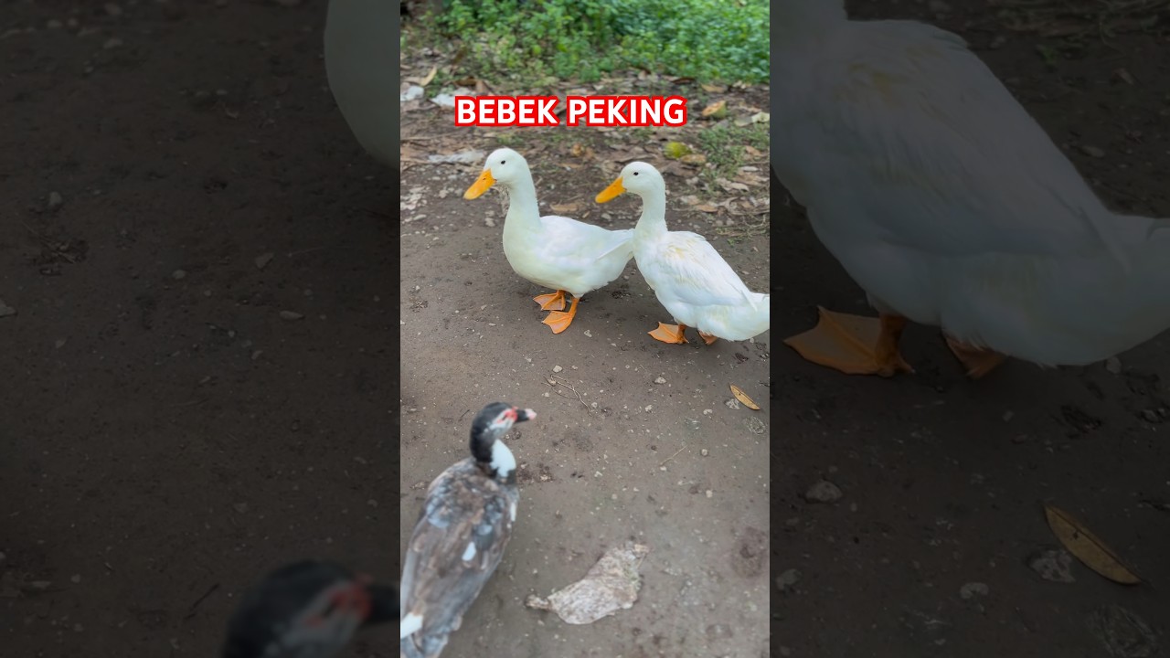 BEBEK PEKING !!! Jenis Itik Petelur dan Pedaging Bebek Peking Super #bebek #itikpetelur #bebekangsa