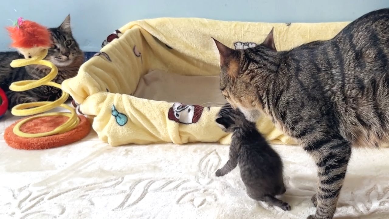 Кошка-мать несет котенка, чтобы он привык к коту-отцу, который боится котенка