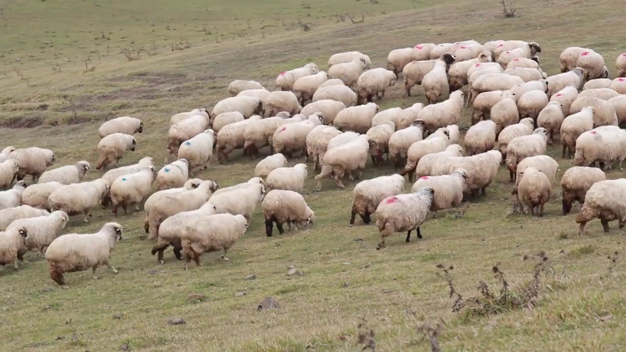 تقرير لؤي بحران - مدينة أوردو- تركيا - قطعة من الجنة