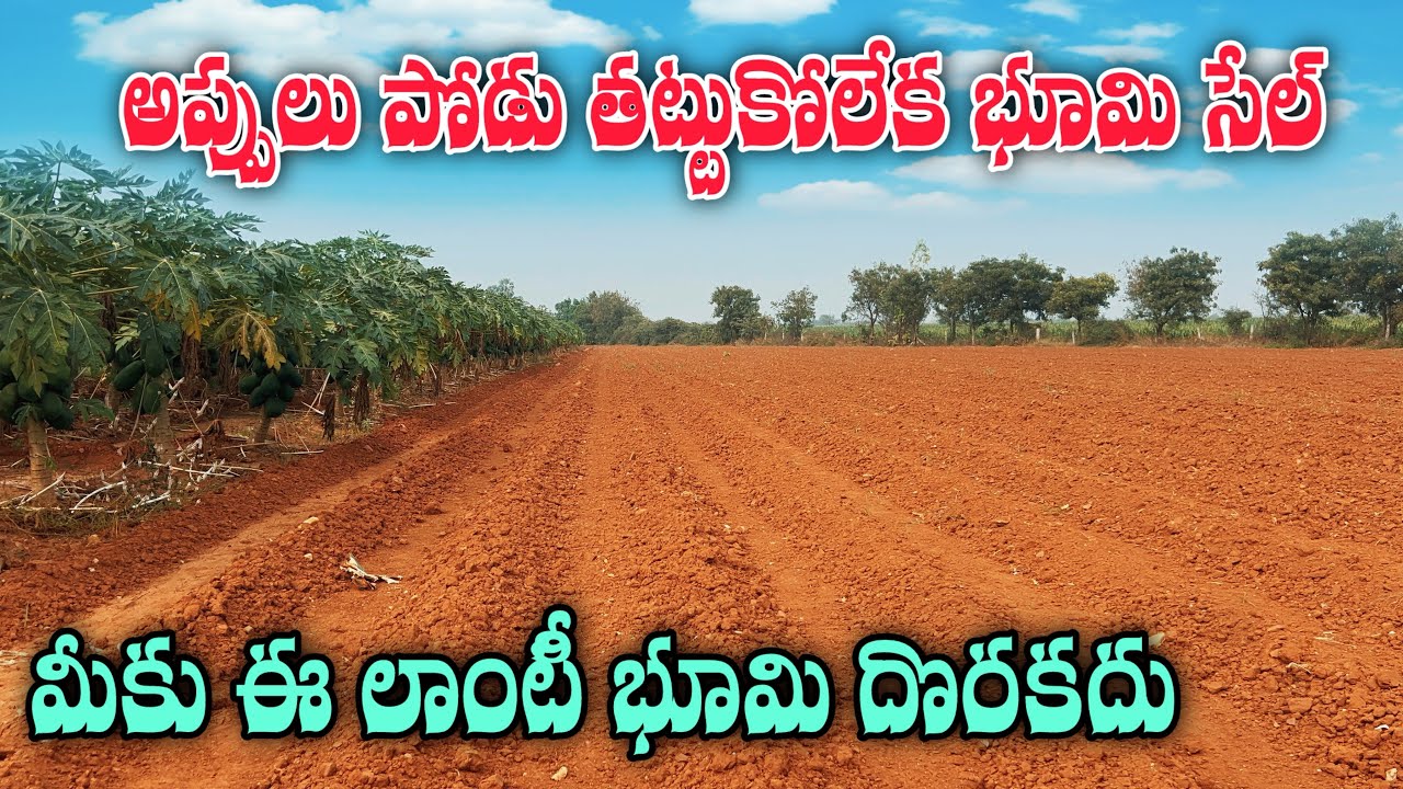 4 Acres Farm Land for Sale near Macherla | Palnadu District | Durgi Mandalam | Clear Title Land