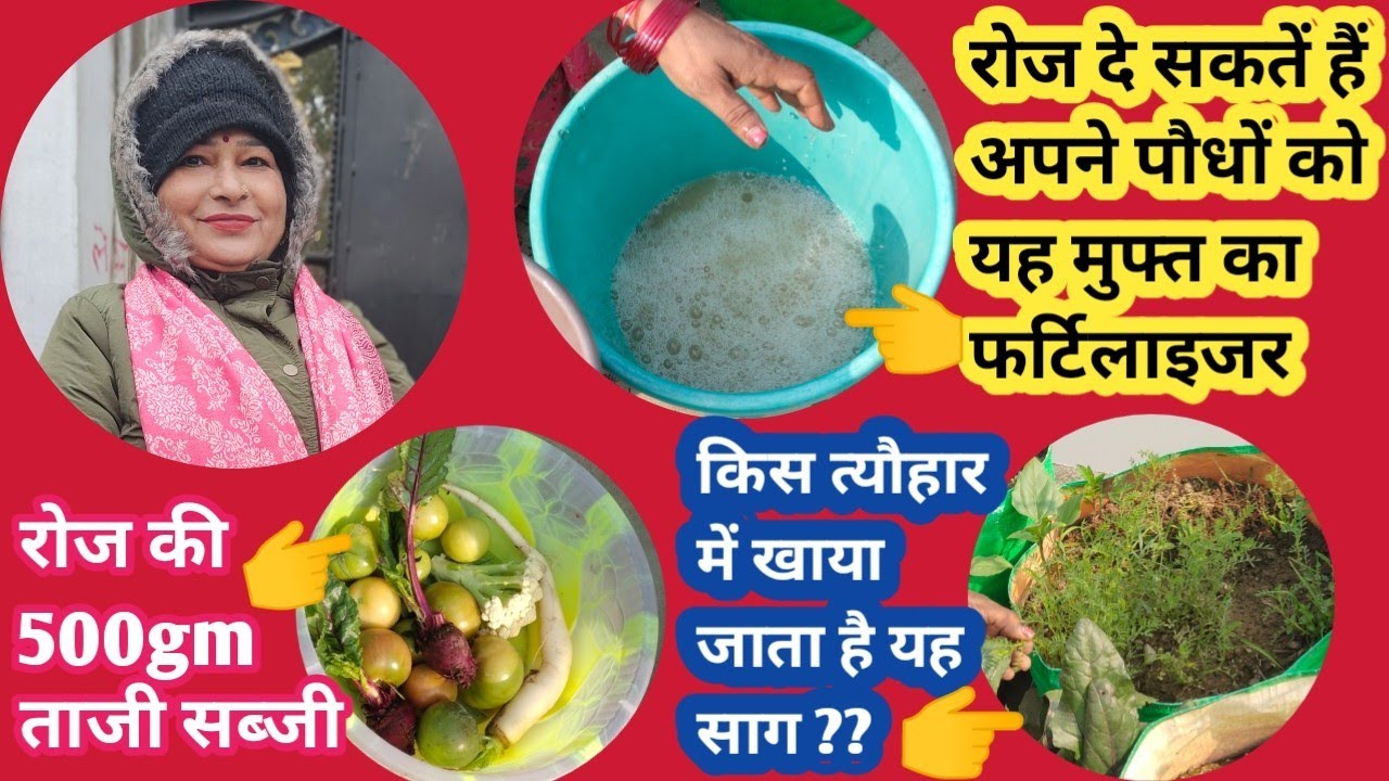 रोज़ घर पर ही मिलेगा आपको पौधों के लिए प्रोटीन सेक | एक विशेष त्यौहार में खाया जाता है यह साग 5ooveg