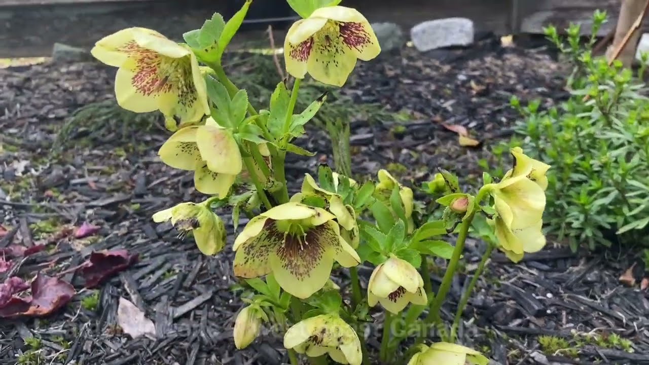 Hellebore, 
