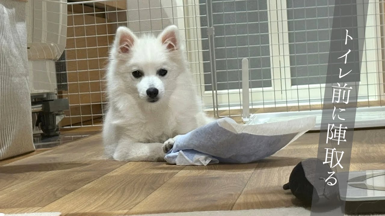 トイレ前に陣取ってイタズラの隙を伺う子犬