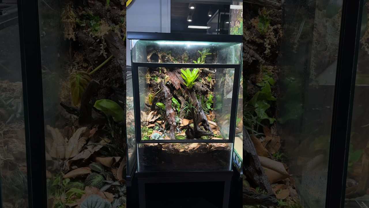 How I Built a Bioactive Dart Frog Vivarium #timelapse #reptileshop #isopods #bioactive #dartfrogs