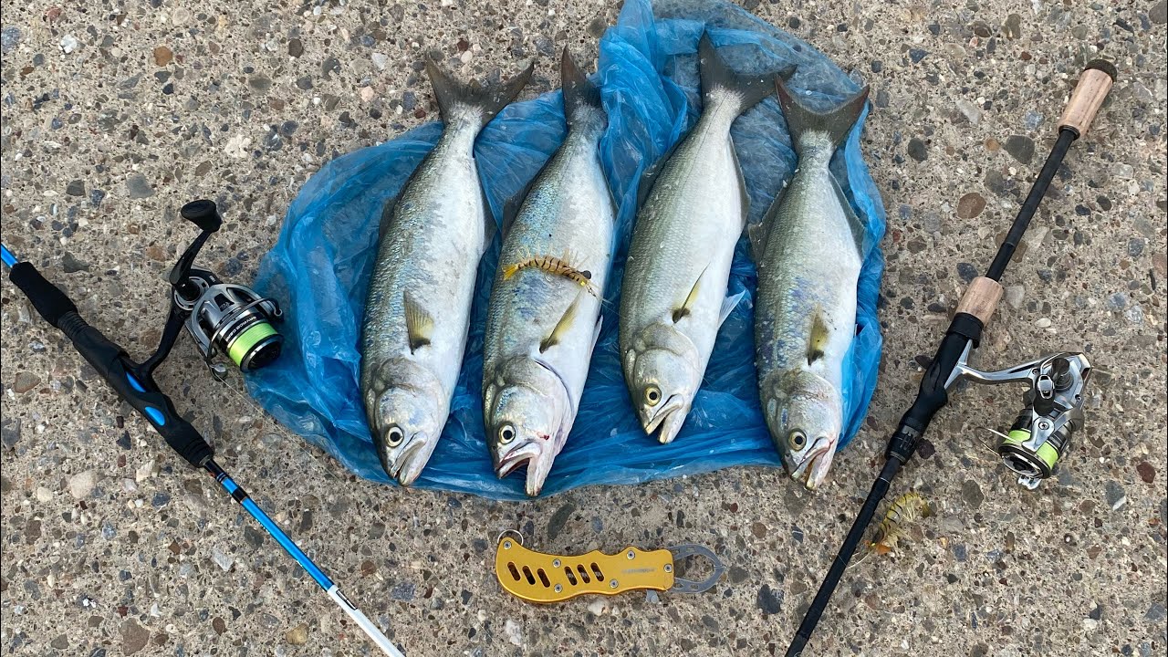 Osaka karides ile en iyi lüfer avı