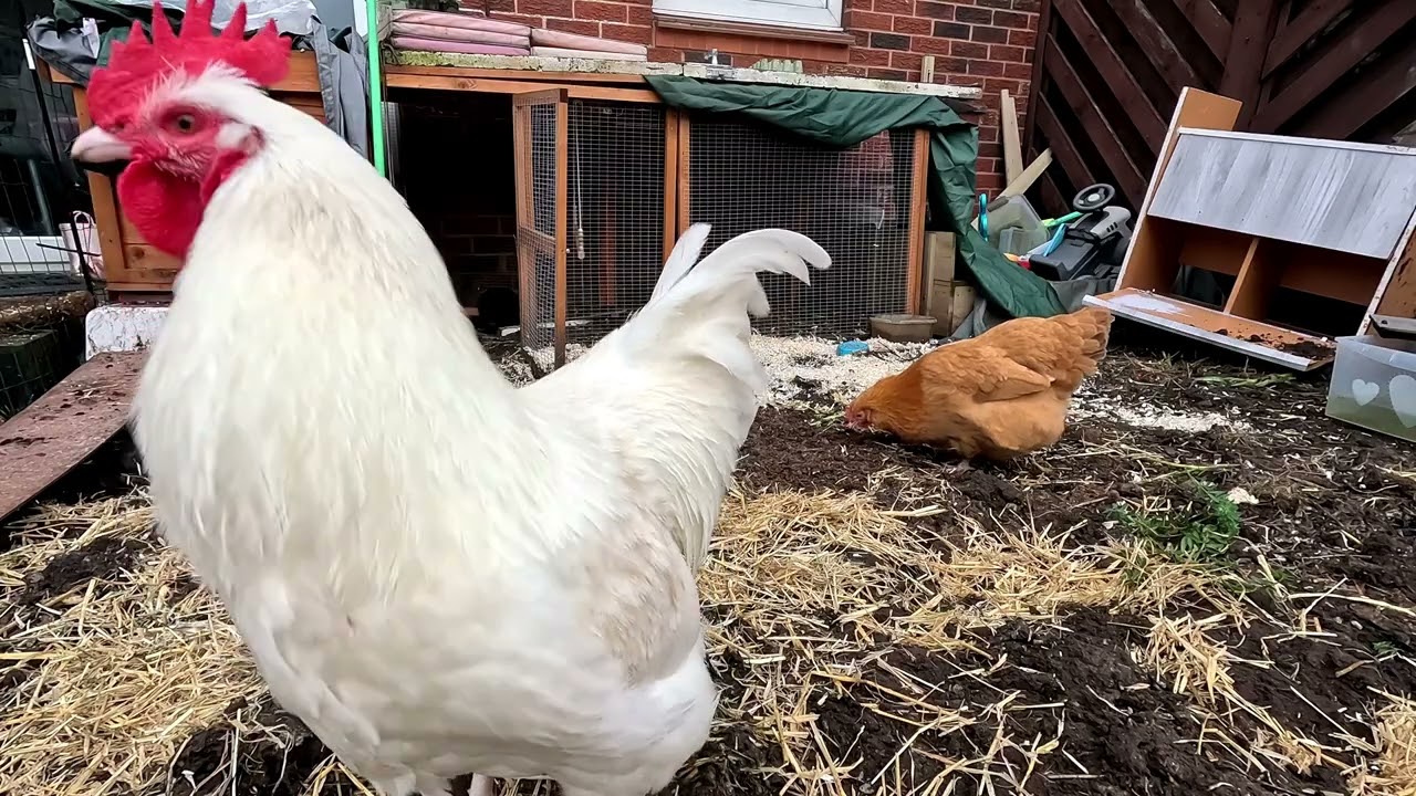 Live Cam Garden Chickens 