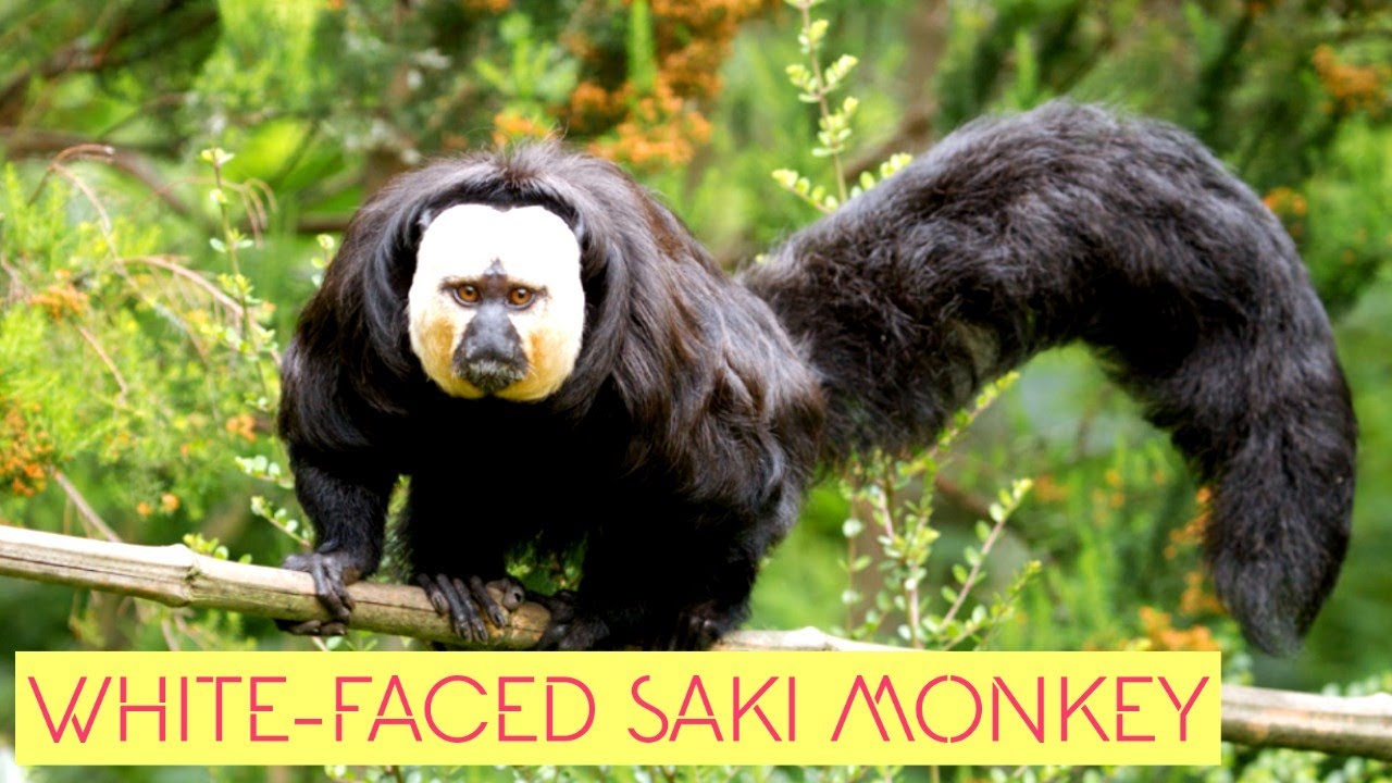 Friendly White Faced Saki Monkeys
