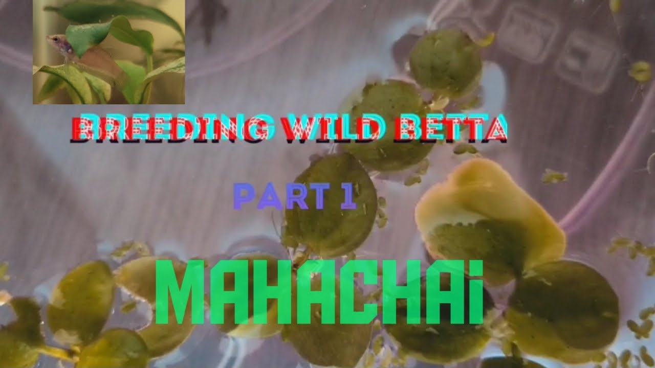 How to breed wild betta Part 1- WILD Betta breeding - [Betta Mahachai]