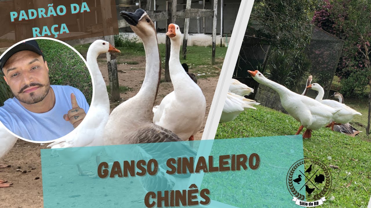 GANSO SINALEIRO CHINÊS (PADRÃO DA RAÇA) #GANSO #GANSOSINALEIROCHINES #ANSERIFORMES