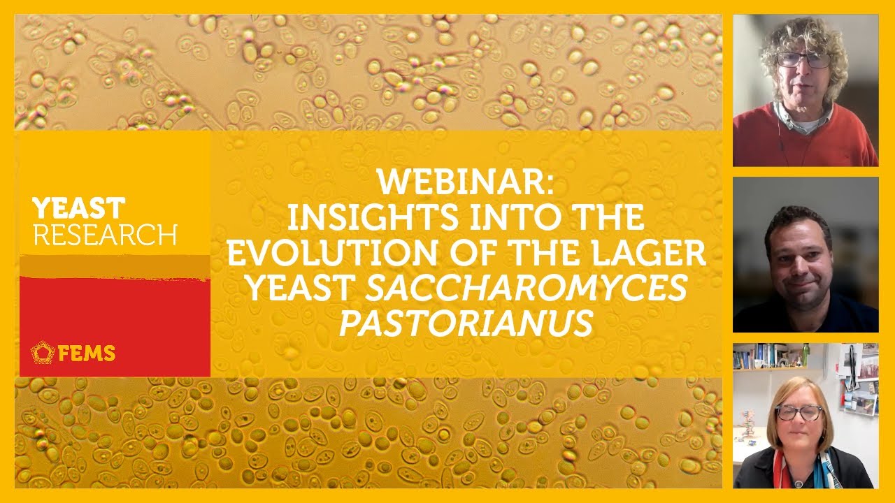 FEMS Yeast Research Webinar on Insights to the Evolution of Lager Yeast Saccharomyces pastorianus
