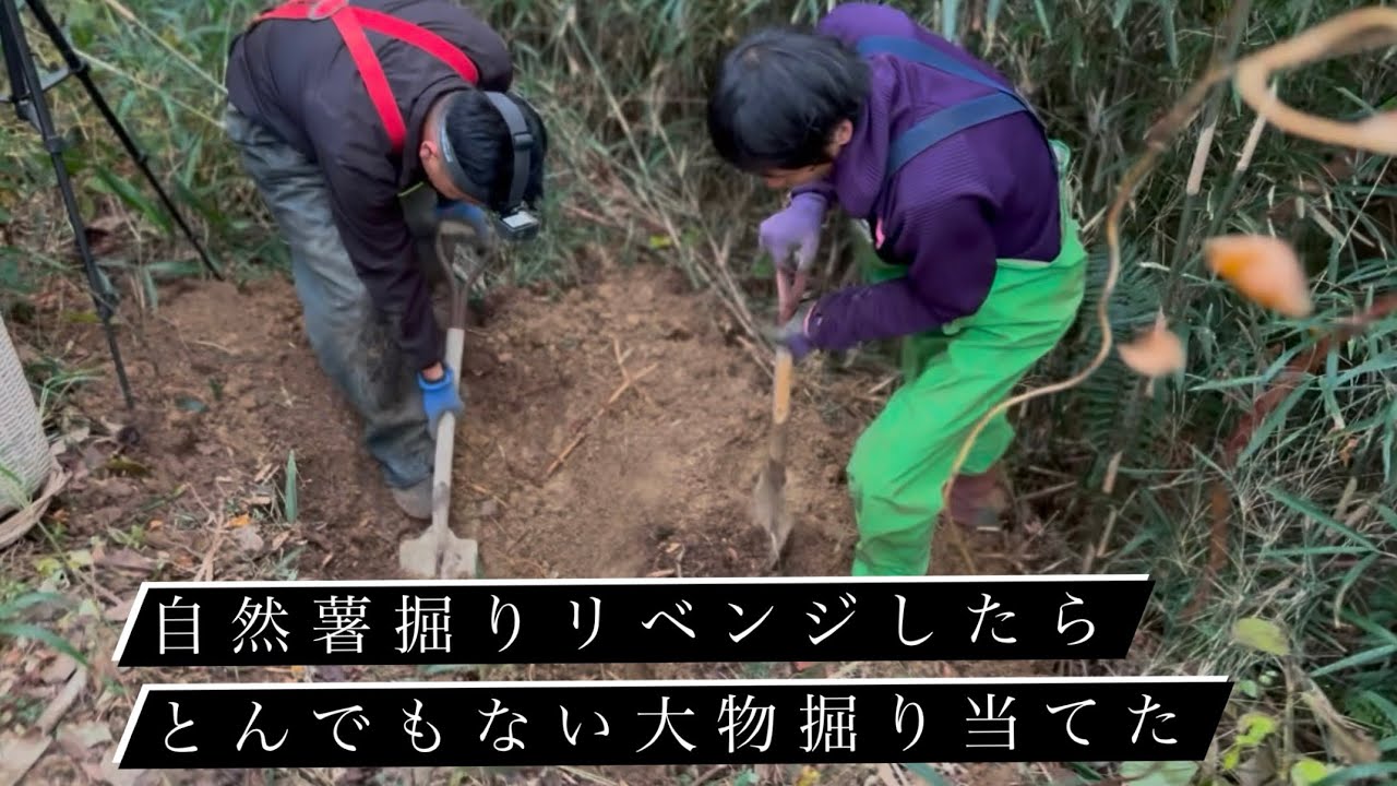 自然薯掘りリベンジしたらとんでもない大物掘り当てた