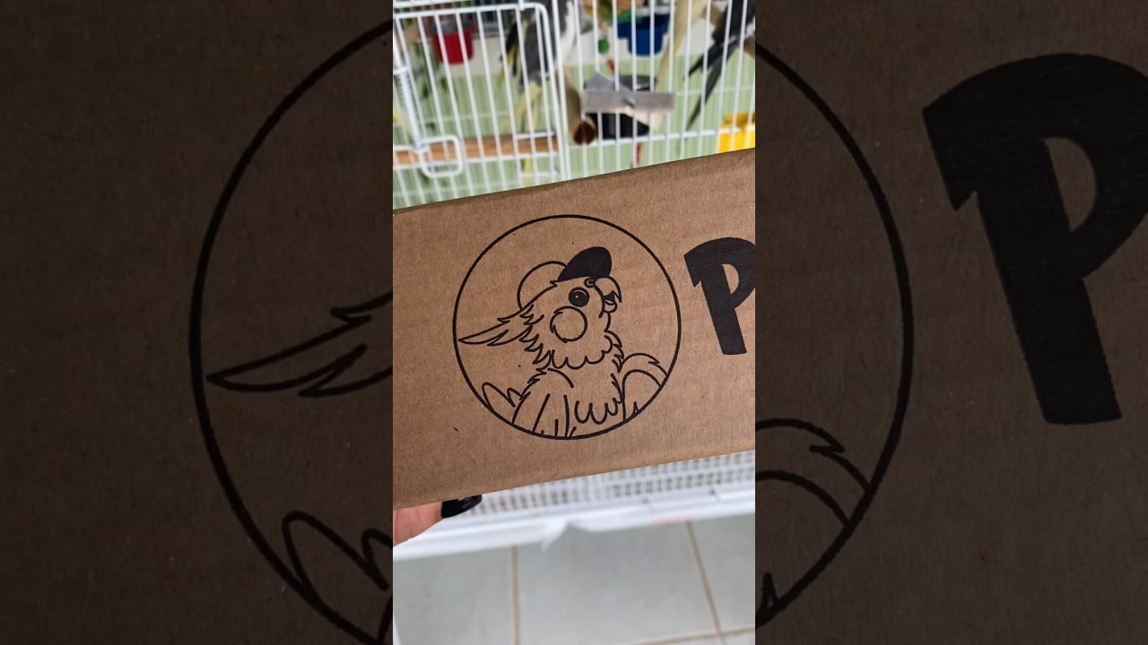 Comprei uma BOX para as Calopsitas! #calopsitanews #calopsita #calopsitas #gabisampaiocalopsita