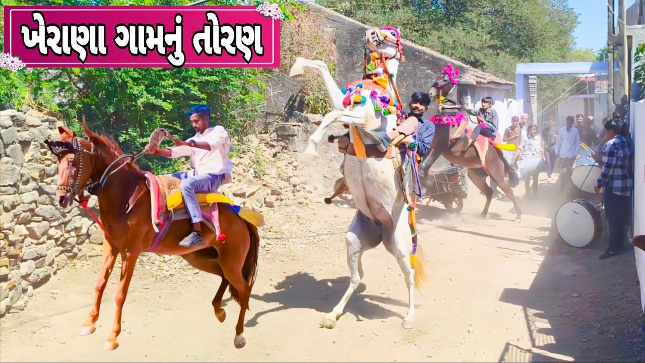 ખેરાણા ગામનું તોરણ|@ak_banna|TORAN|FULEKU|KATHIYWADI HORSE|GHODA|HORSE LOVERS|HORSE POWER|HORSE VLOG