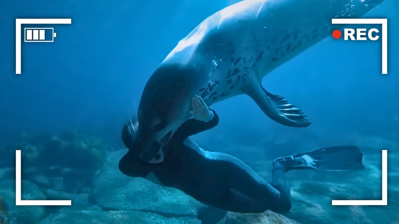 The Horrific Last Minutes of Kirsty Brown: Snatched By A Leopard Seal