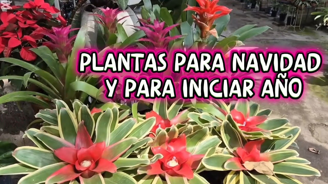 TOUR POR UN VIVERO nuevas plantas para el próximo año/Liliana Muñoz